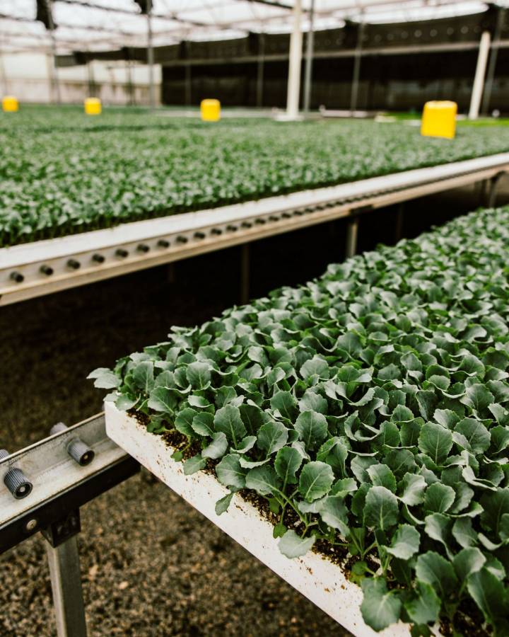 Professional nursery setup with organized seedling propagation system