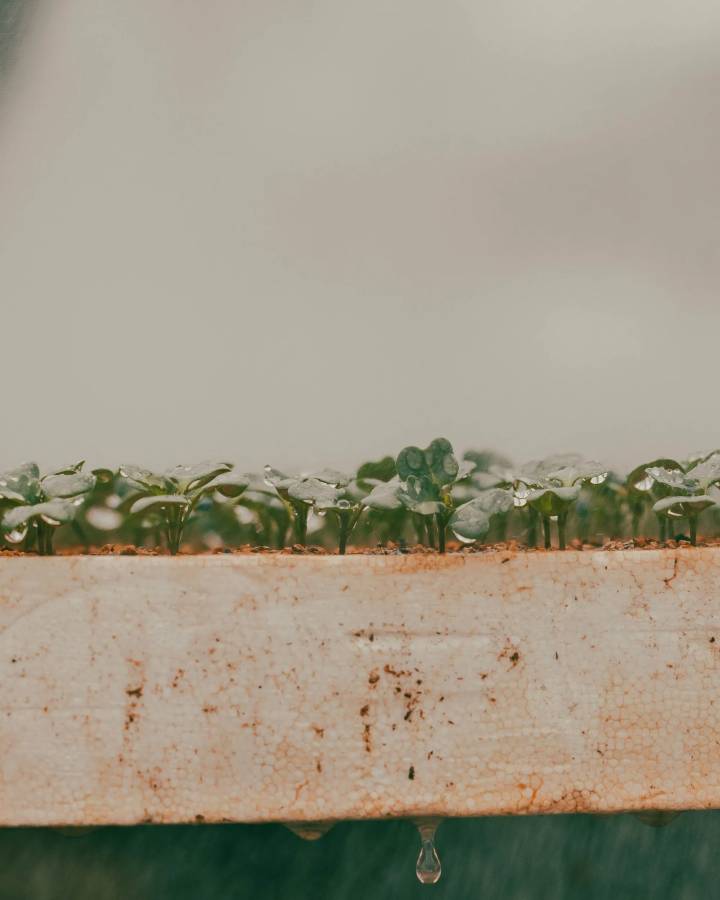Close-up view of healthy seedlings growing in nursery trays
