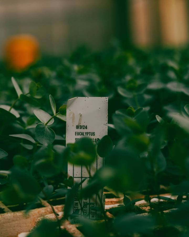 PlantTech Kenya greenhouse facility with advanced propagation technology