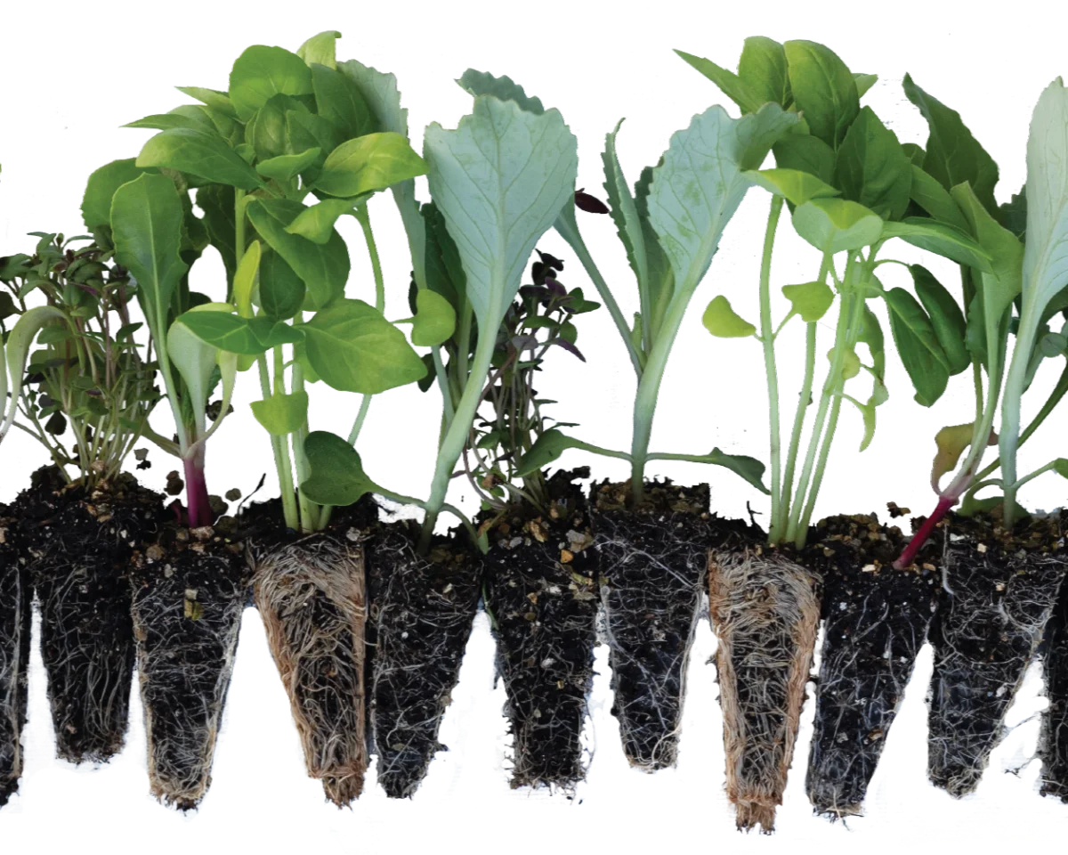 Decorative seedling plant illustration above the footer
