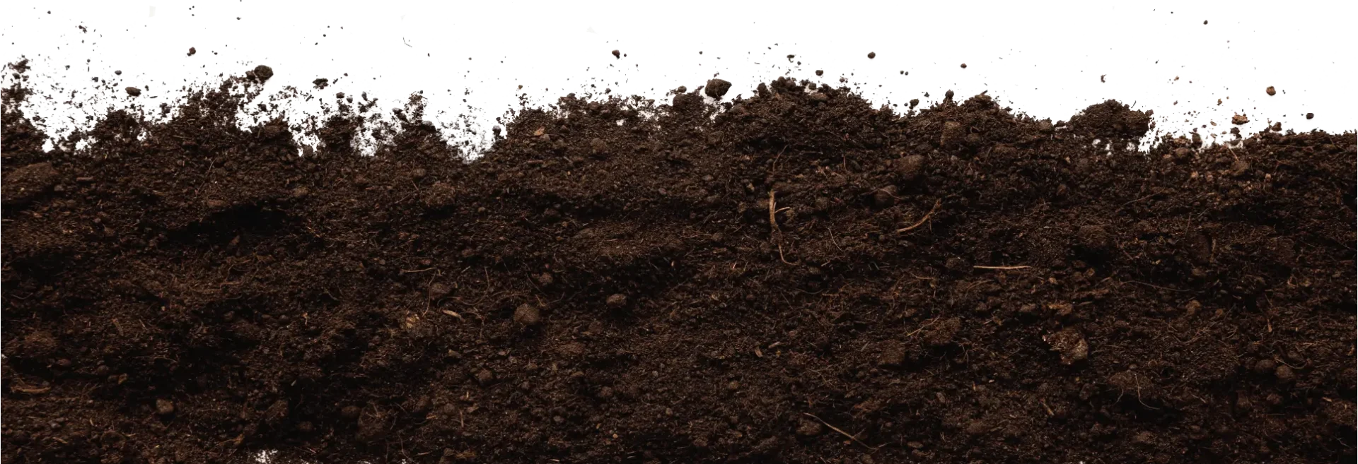 Decorative soil and plant roots illustration behind the footer
