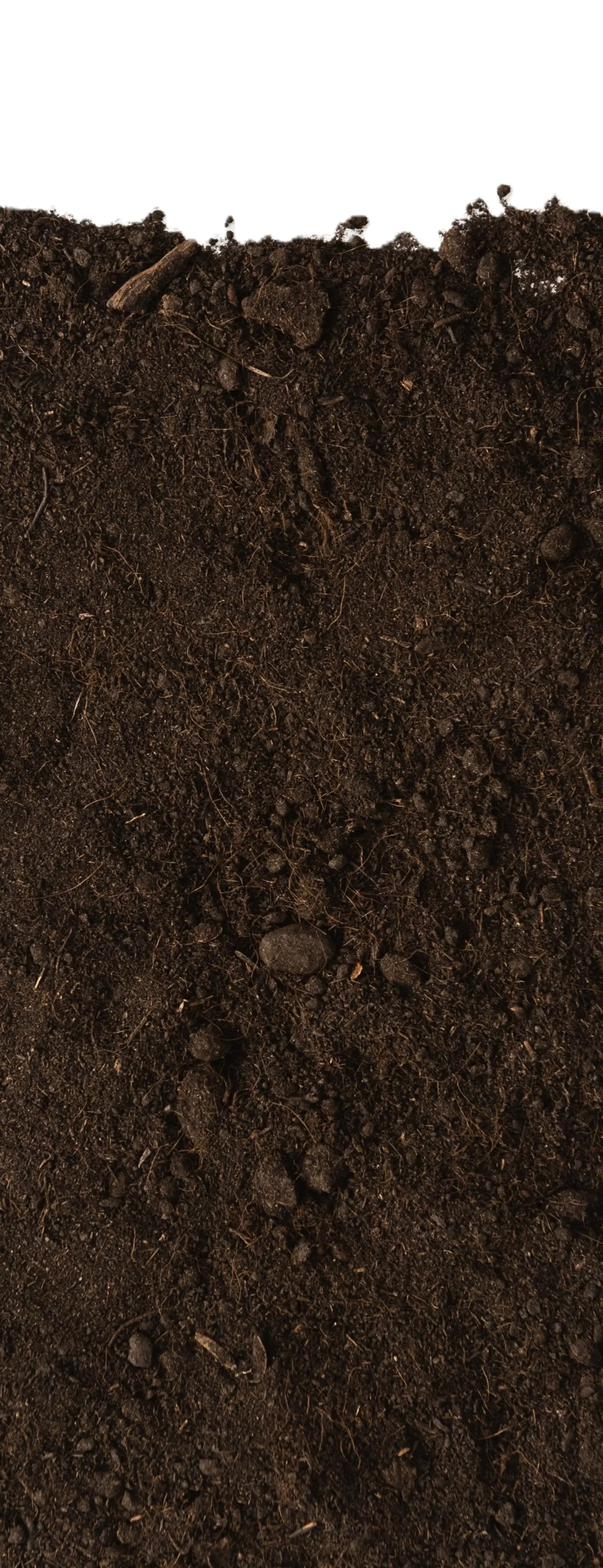 Decorative soil and plant roots illustration behind the footer