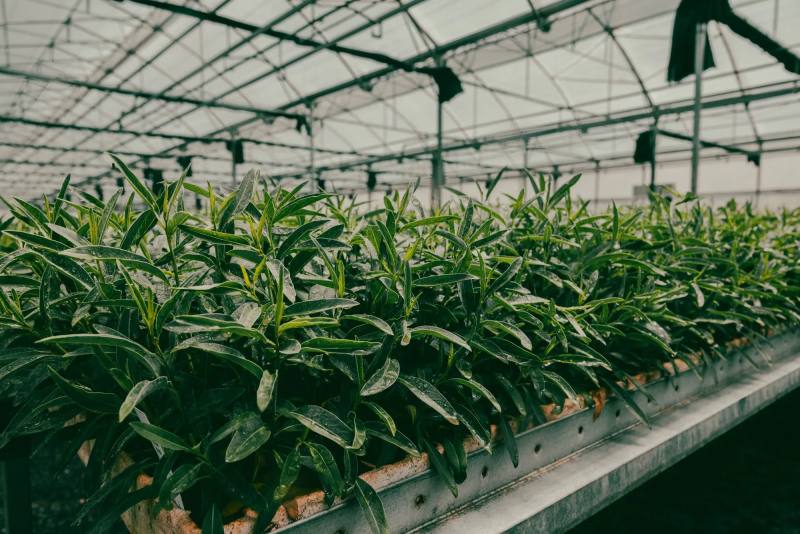 PlantTech Kenya nursery facility with organized plant propagation setup