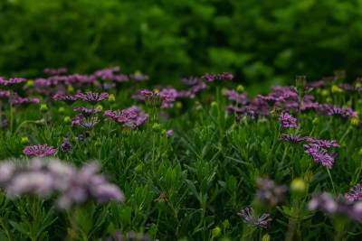 Beautiful flower seedlings at PlantTech Kenya