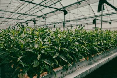 Mature tree seedlings at PlantTech Kenya nursery