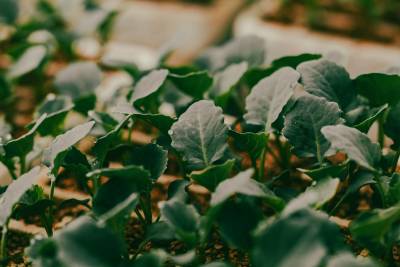 Fresh vegetable seedlings growing in PlantTech Kenya nursery