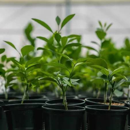 PlantTech Kenya greenhouse facility for vegetative propagation