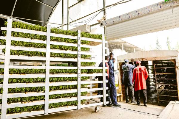 PlantTech Kenya greenhouse facility for vegetative propagation