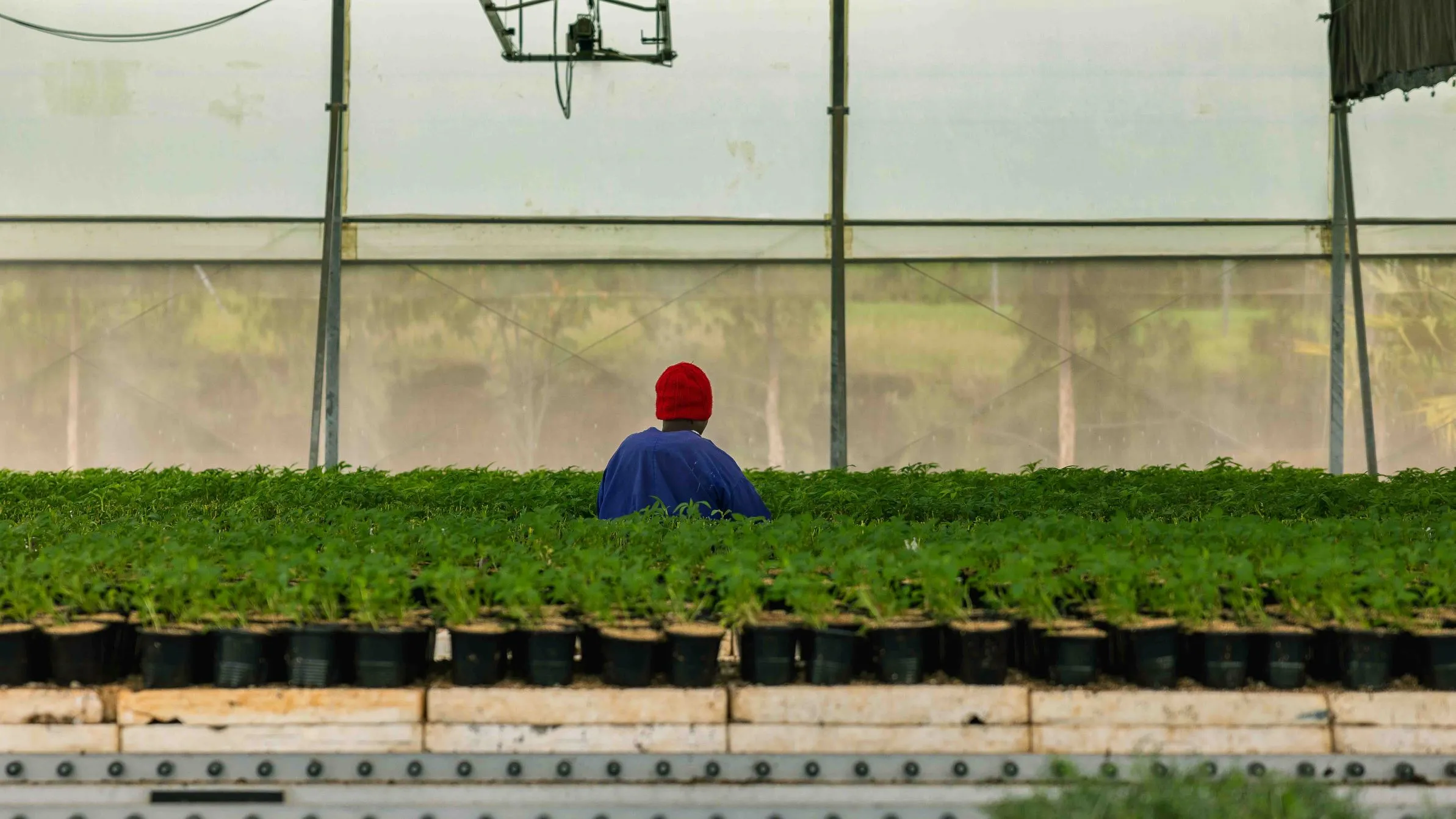 PlantTech Kenya greenhouse facility with healthy seedlings