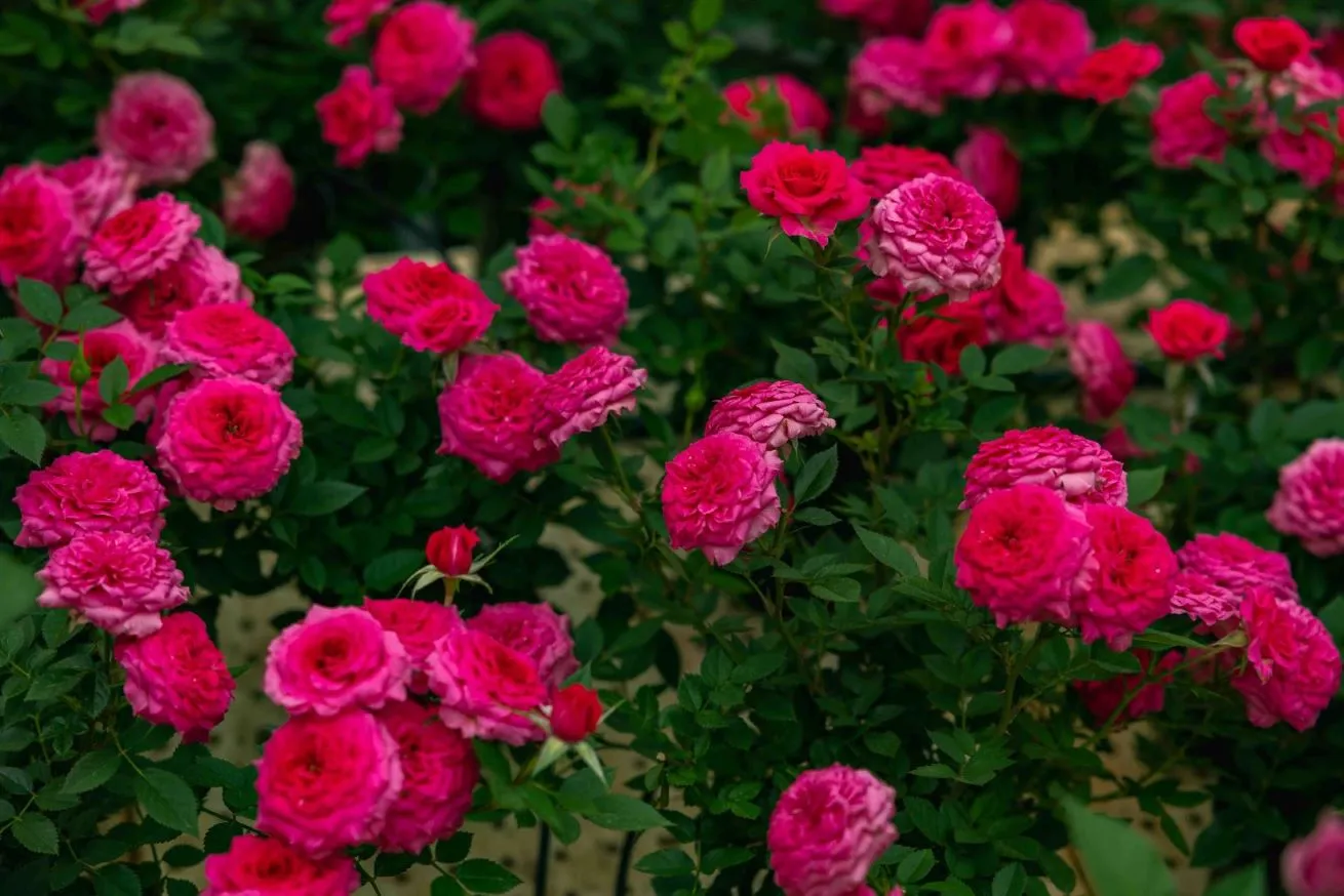 Colorful flowers representing flowers category
