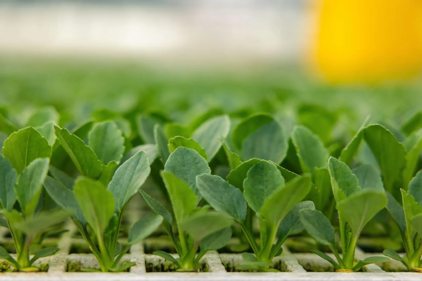 Fresh herbs representing seedlings propagation service
