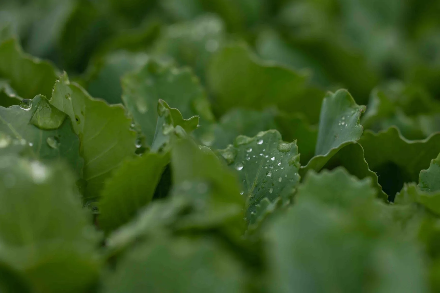 Fresh vegetable seedlings growing in PlantTech Kenya nursery