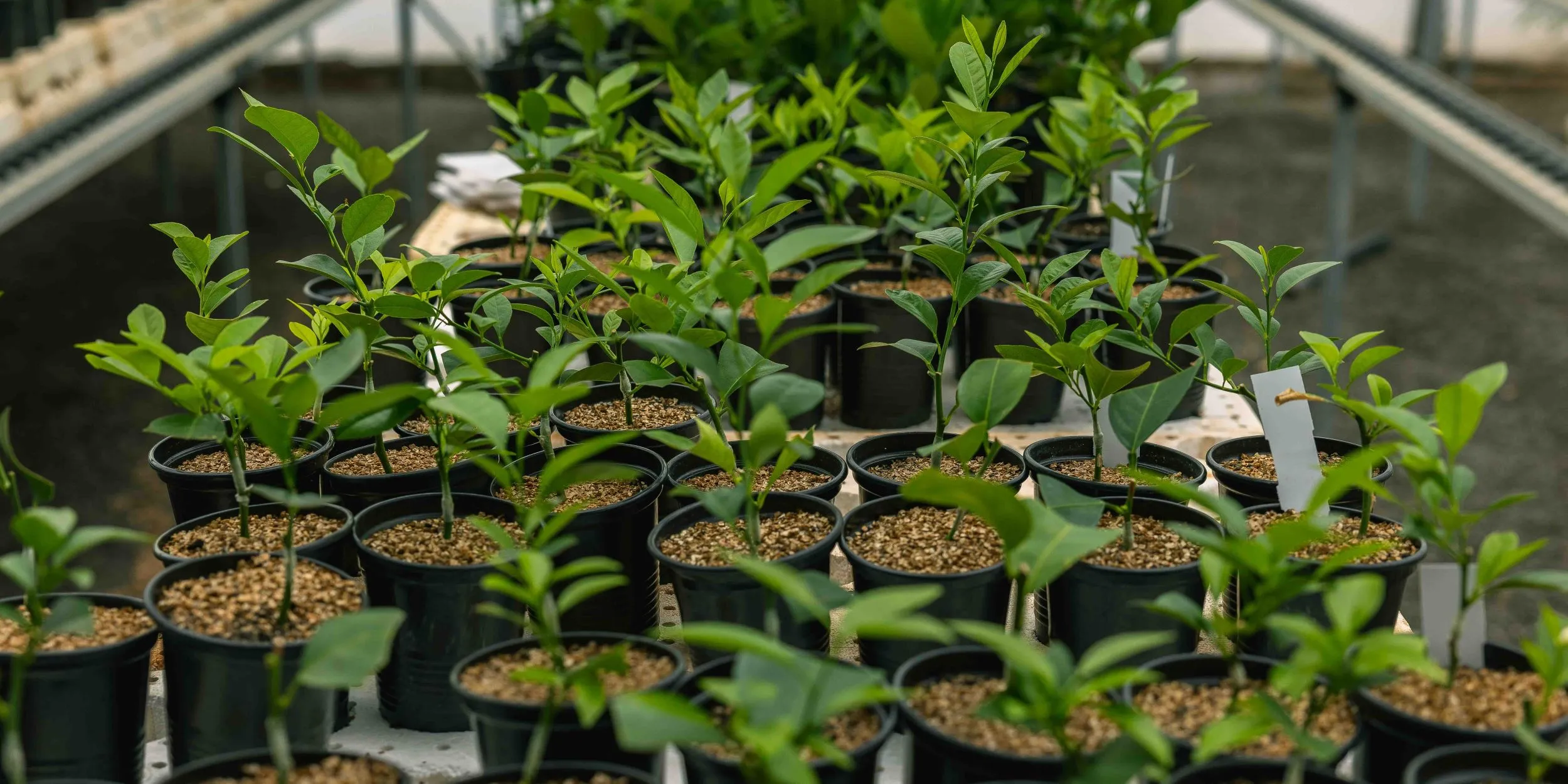 Healthy fruit seedlings in PlantTech Kenya nursery