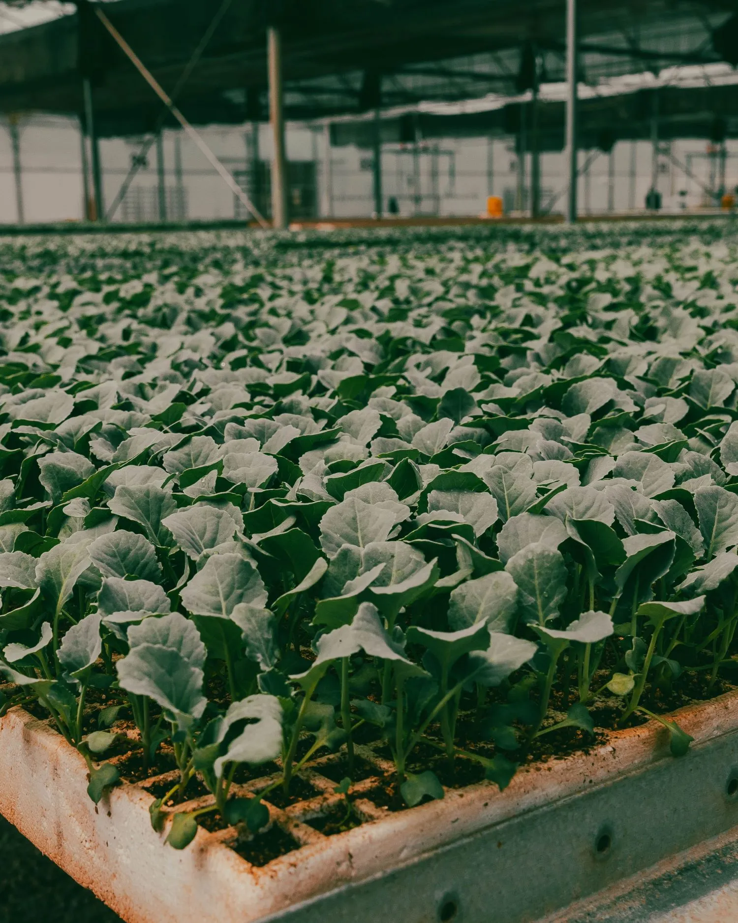 Professional nursery setup with organized seedling propagation system