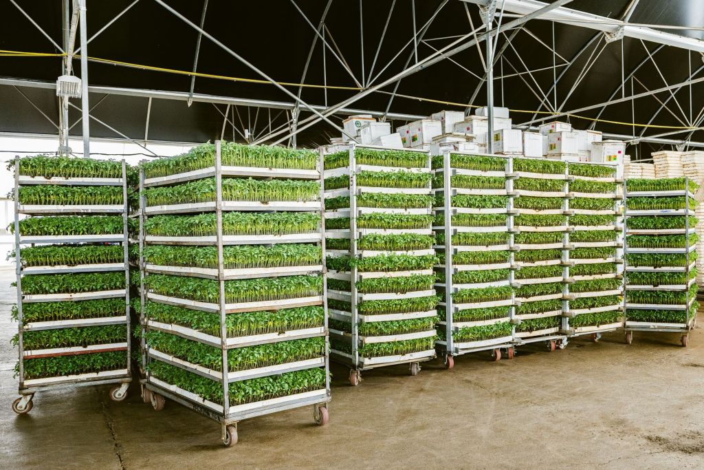 The Ultimate Checklist Before Buying Seedlings for Your Next Season