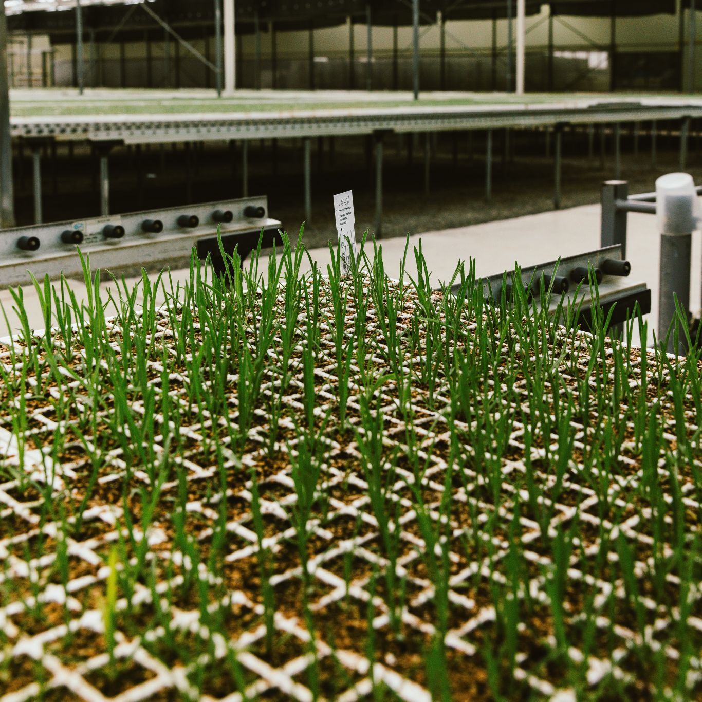 Plantech Kenya greenhouse with modern agricultural technology