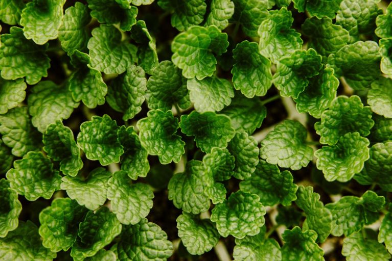 Where to Buy Seedlings in Kenya