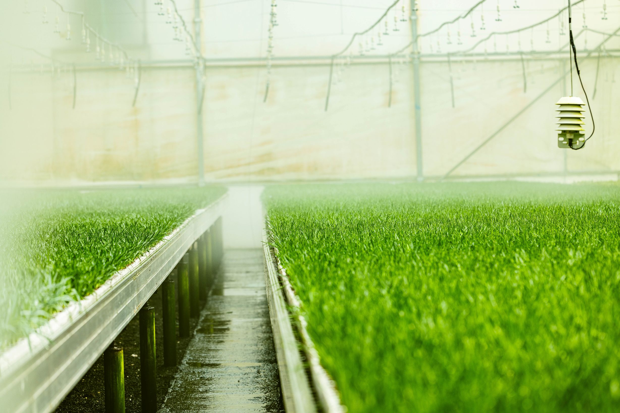 PlantTech Kenya greenhouse with modern agricultural technology