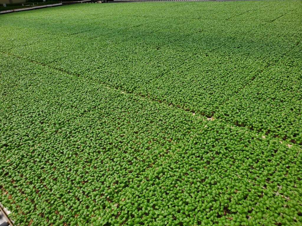 5 Common Seedling Mistakes and How to Avoid Them