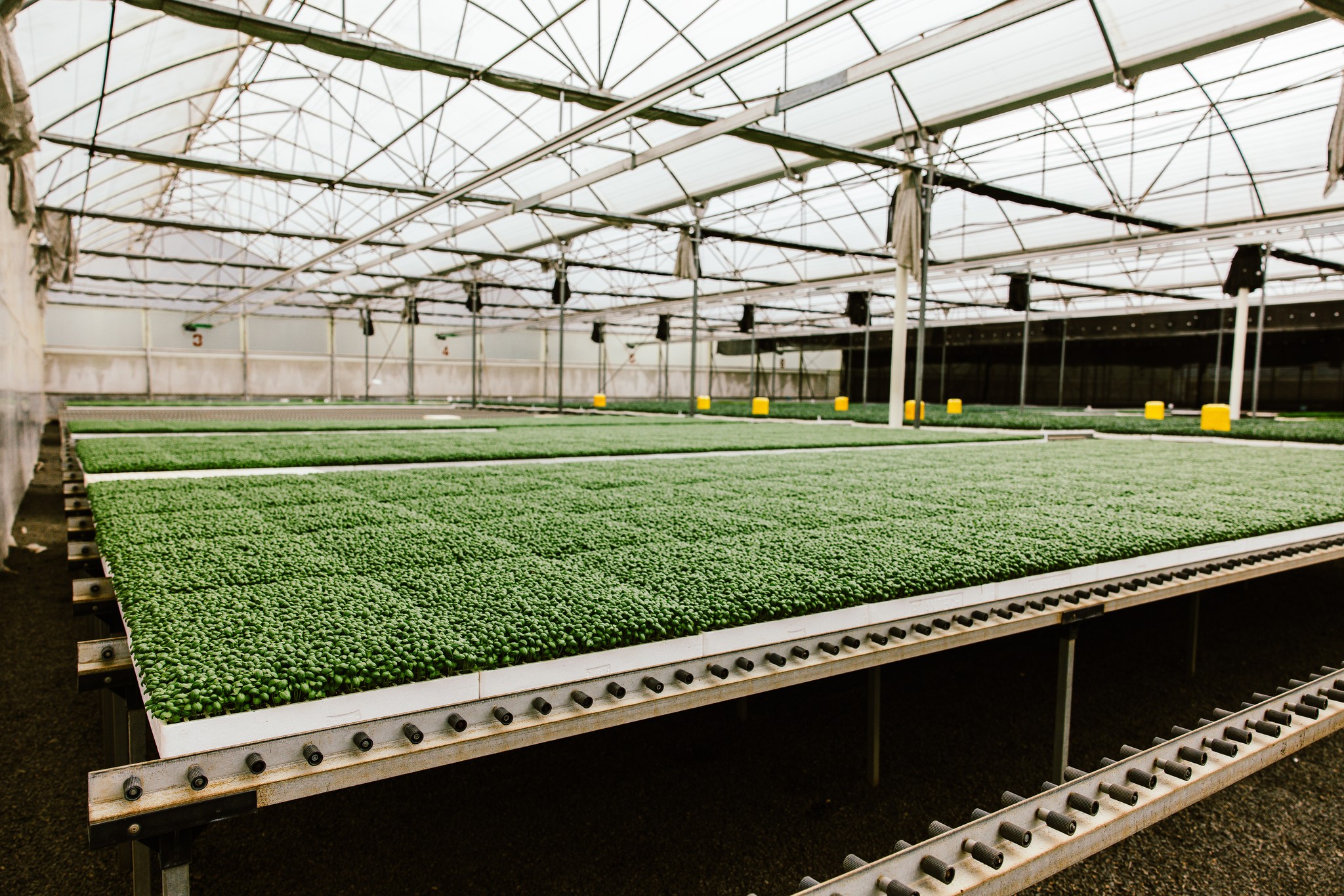 PlantTech Kenya team and community impact activities