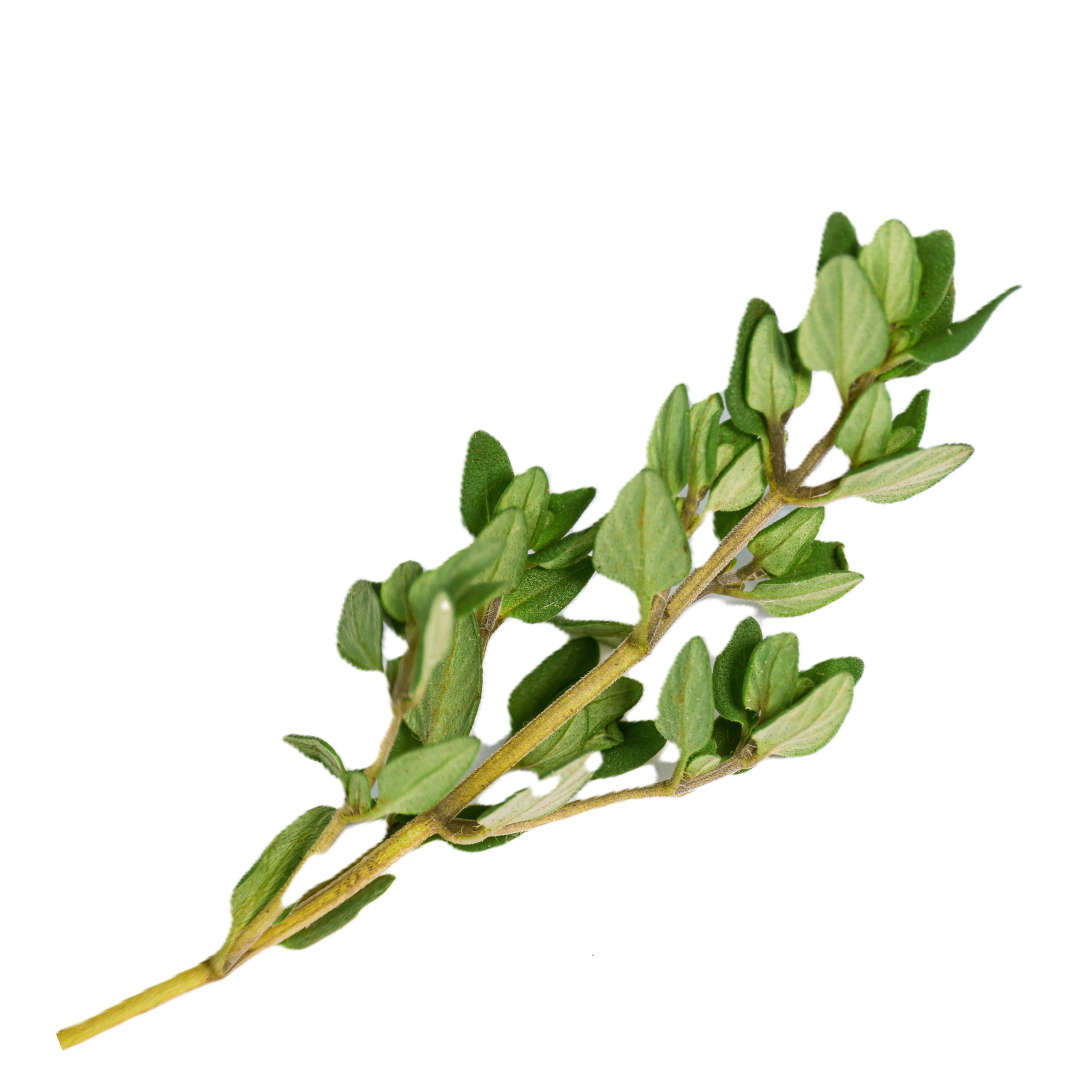 Thyme