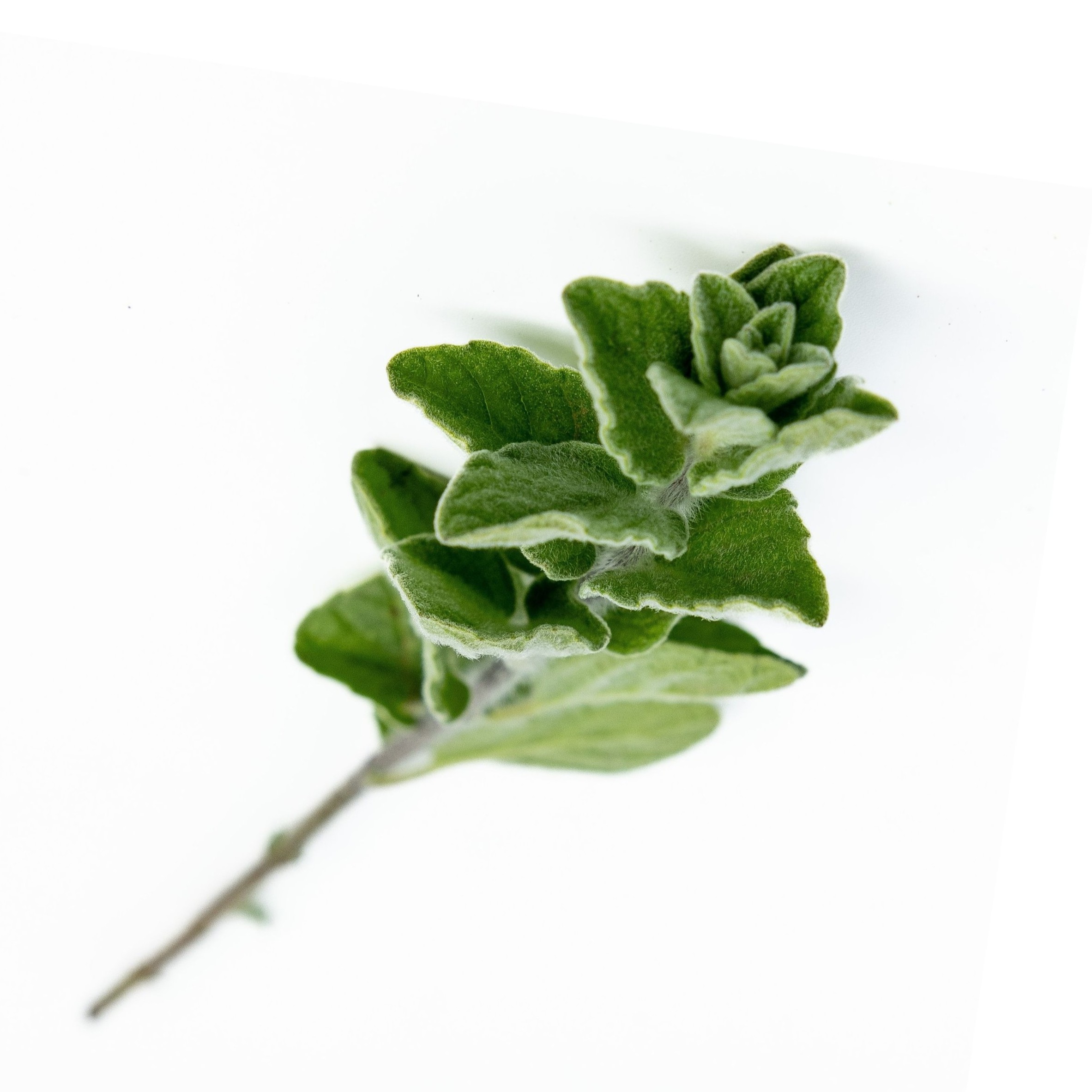 Oregano