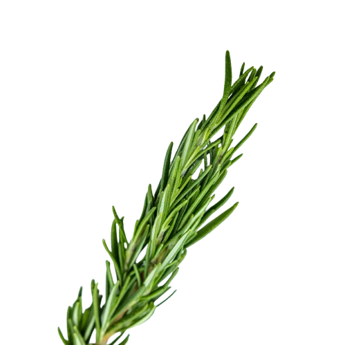Rosemary