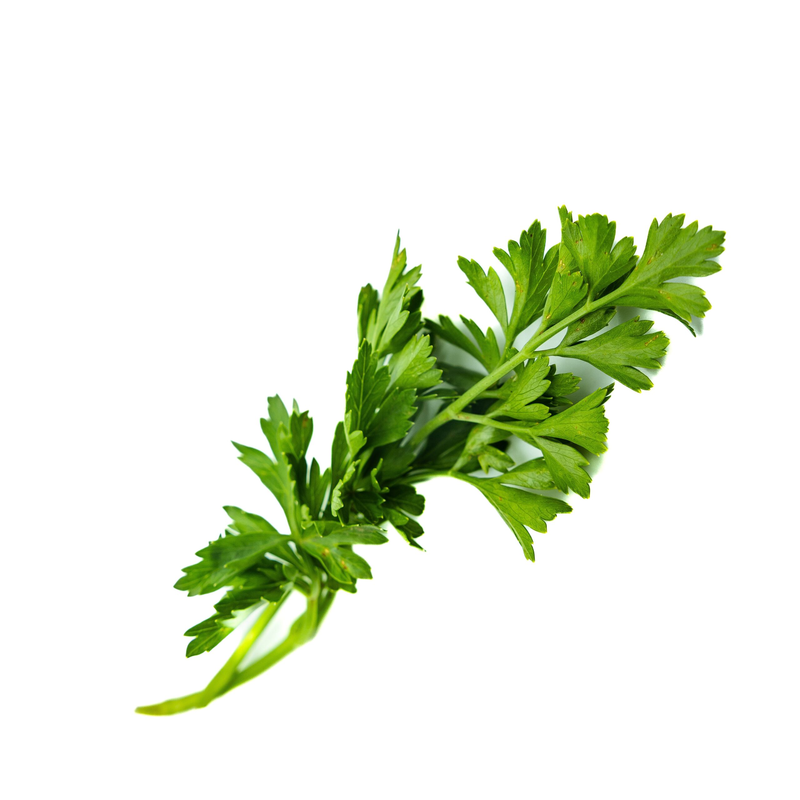 Parsley