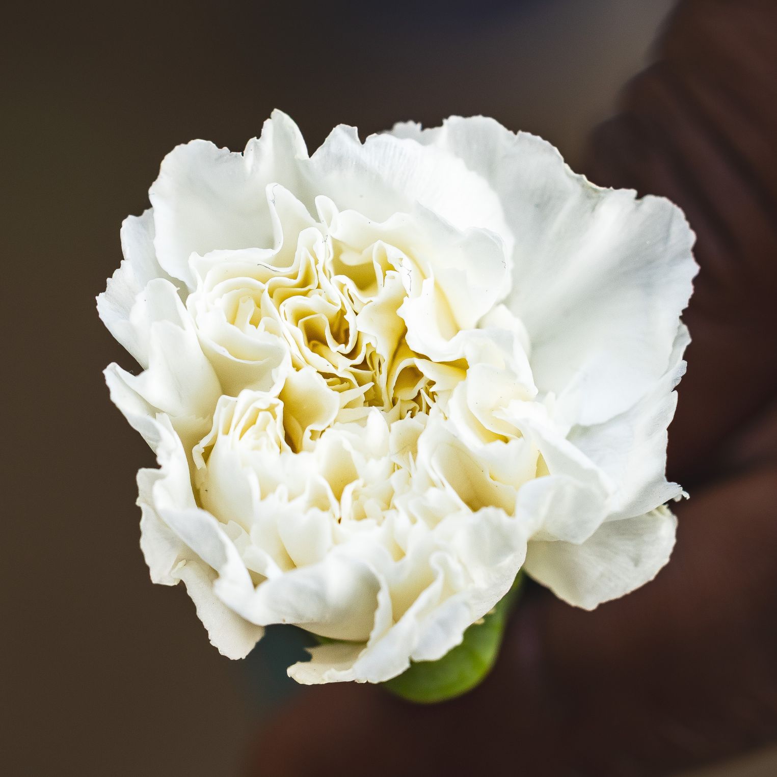 Dianthus Antarctica