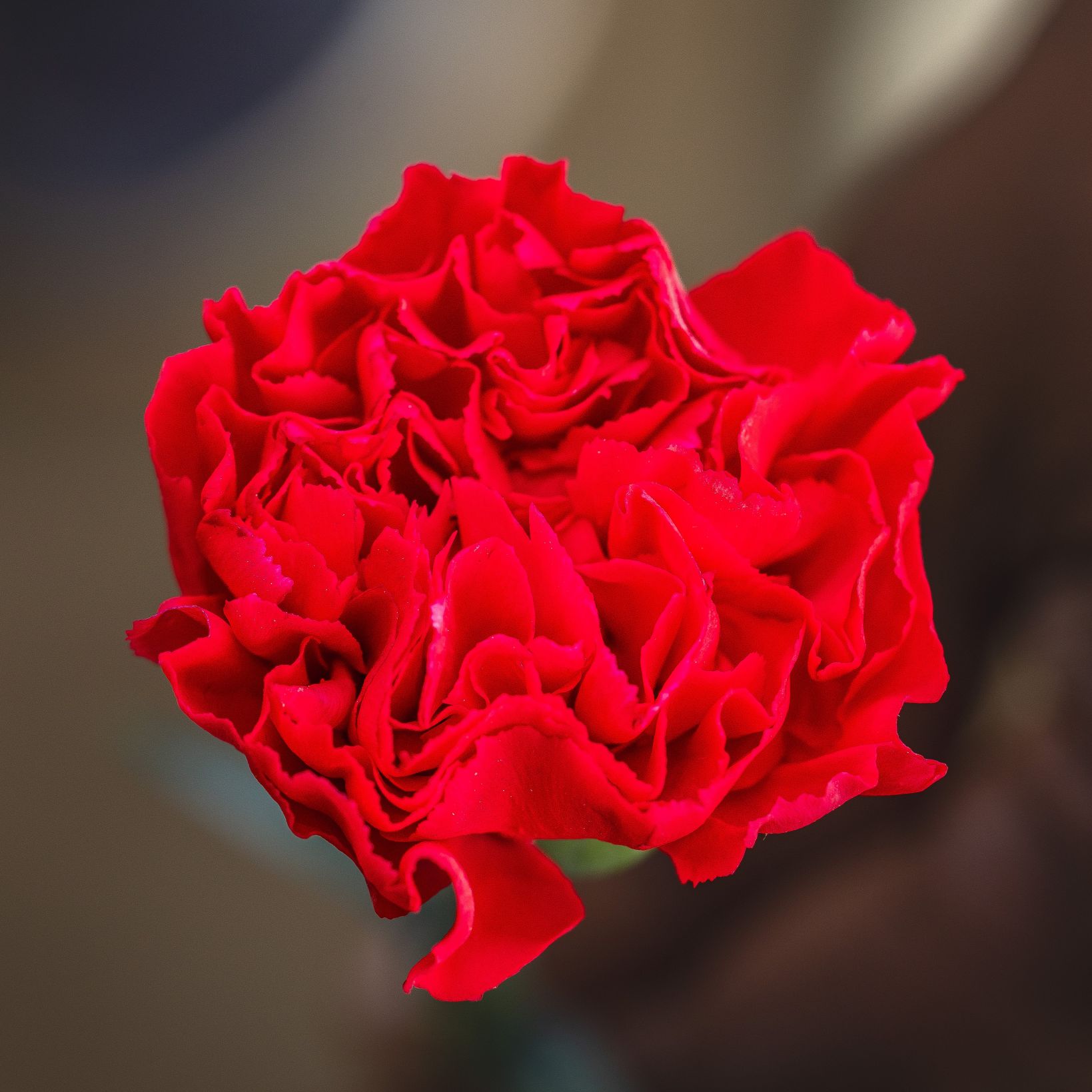 Dianthus Cervantes