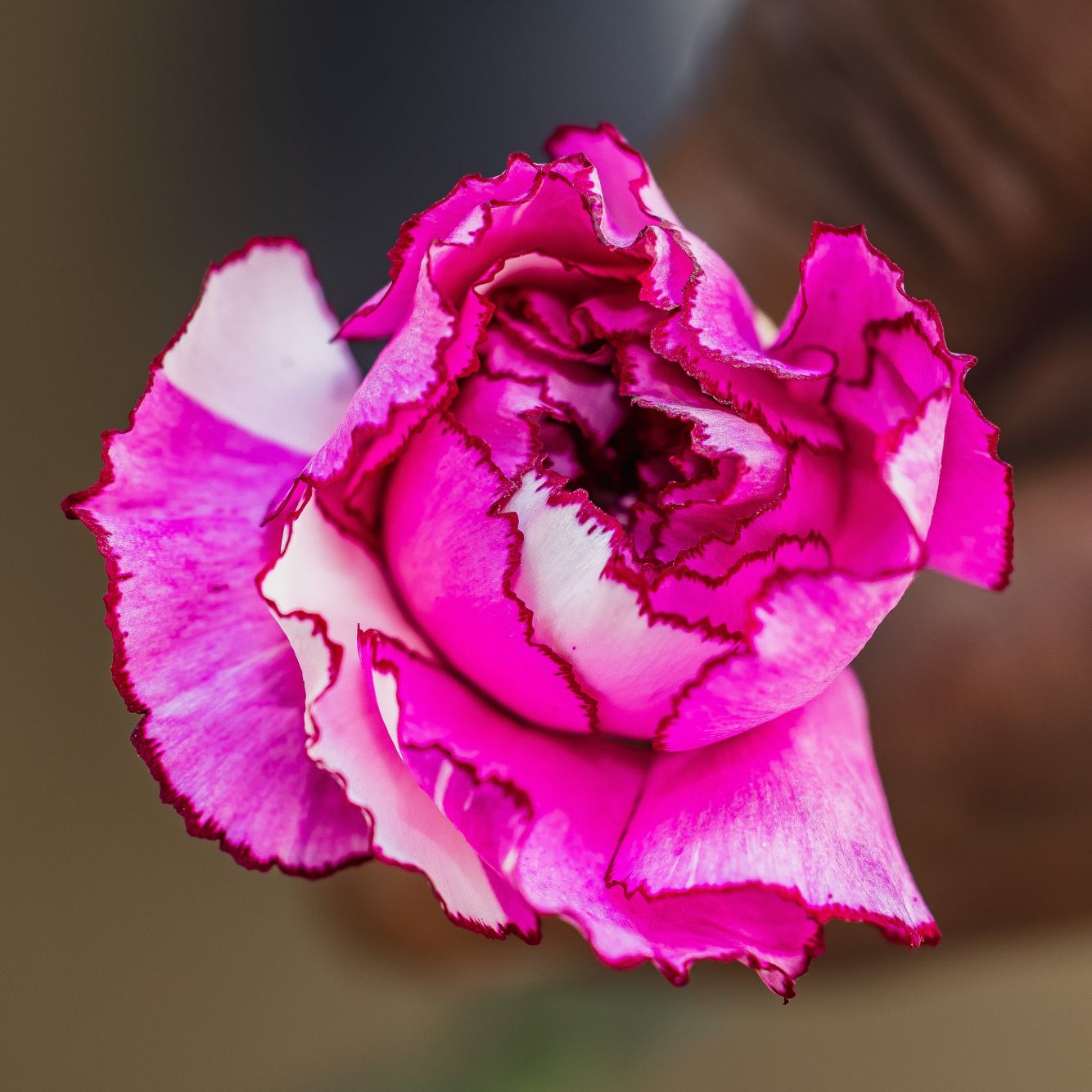 Dianthus Cherry Damascus