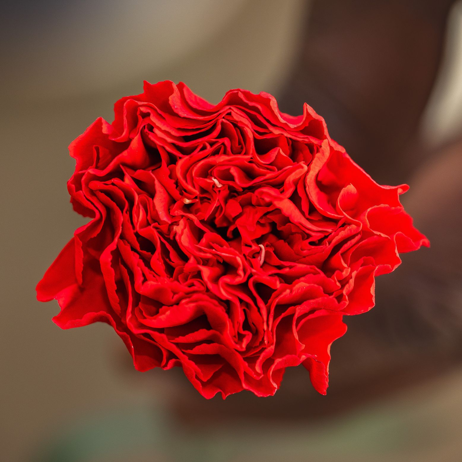 Dianthus Cortes