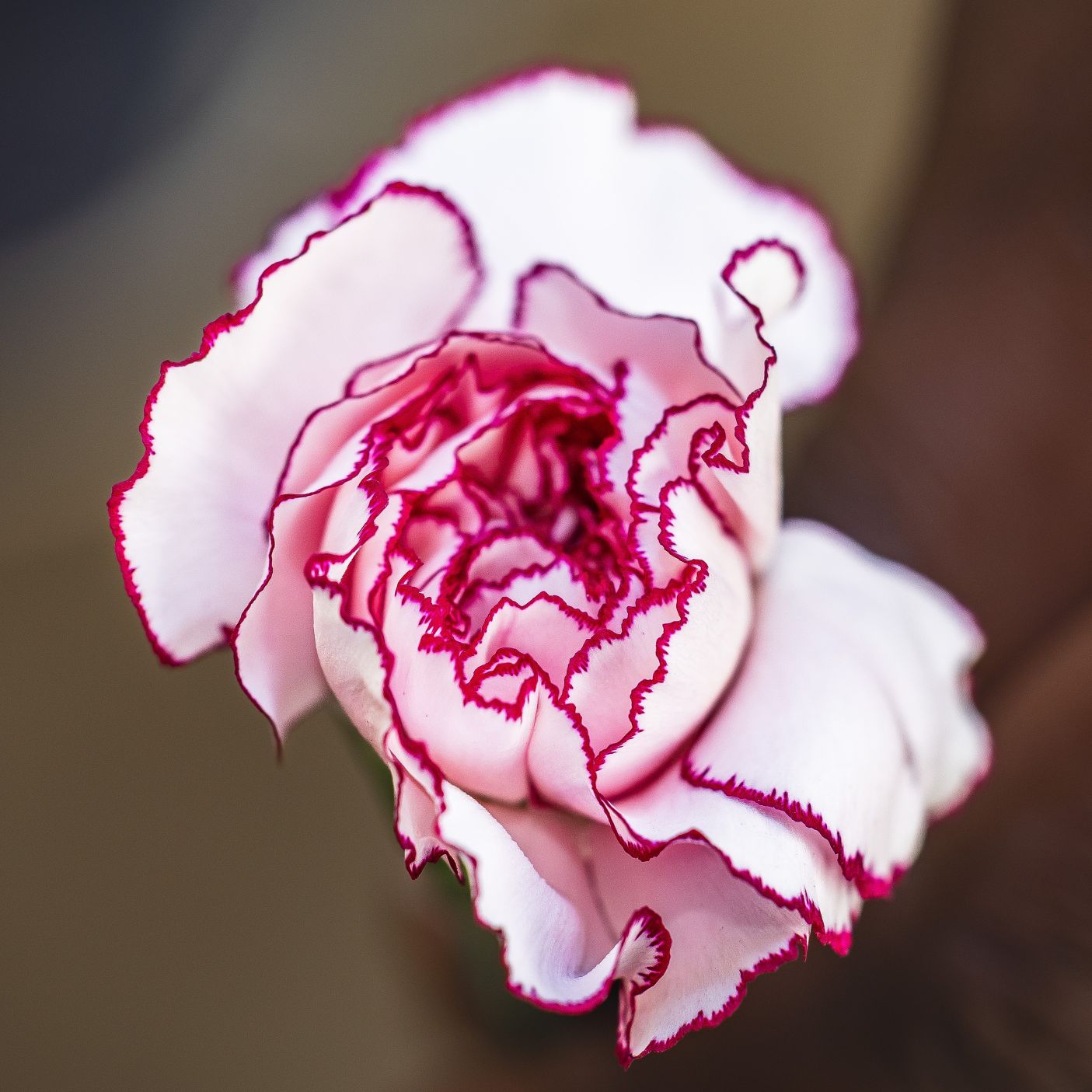 Dianthus Damascus