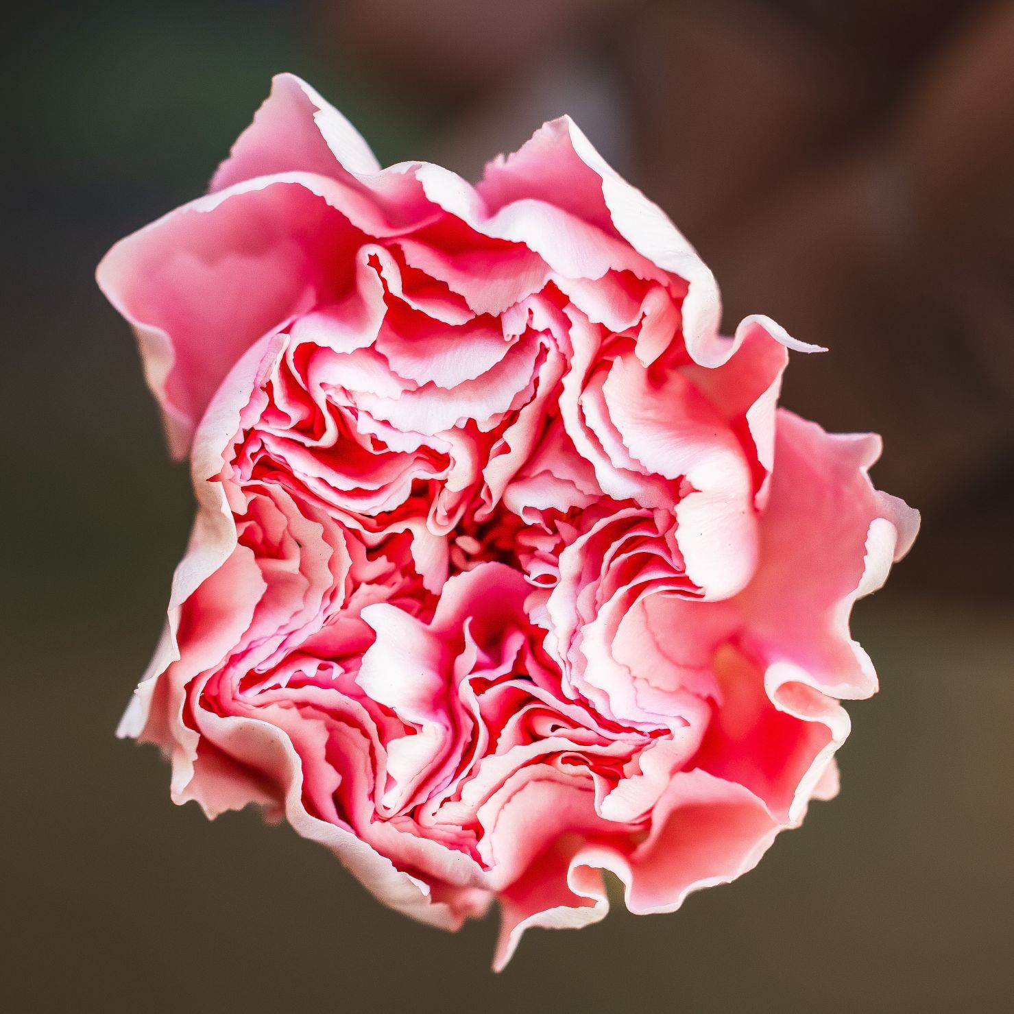 Dianthus Julia