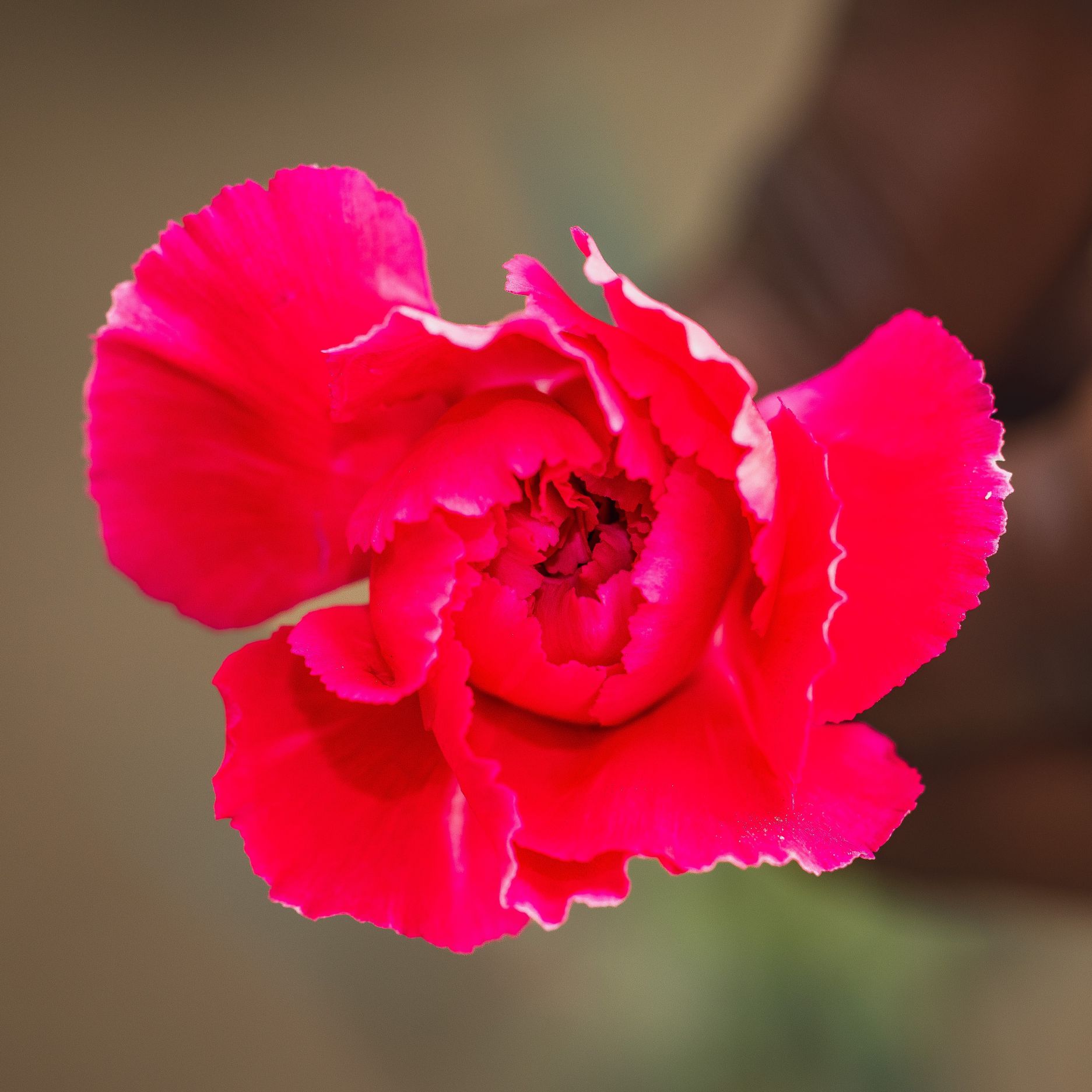 Dianthus Royal Damascus