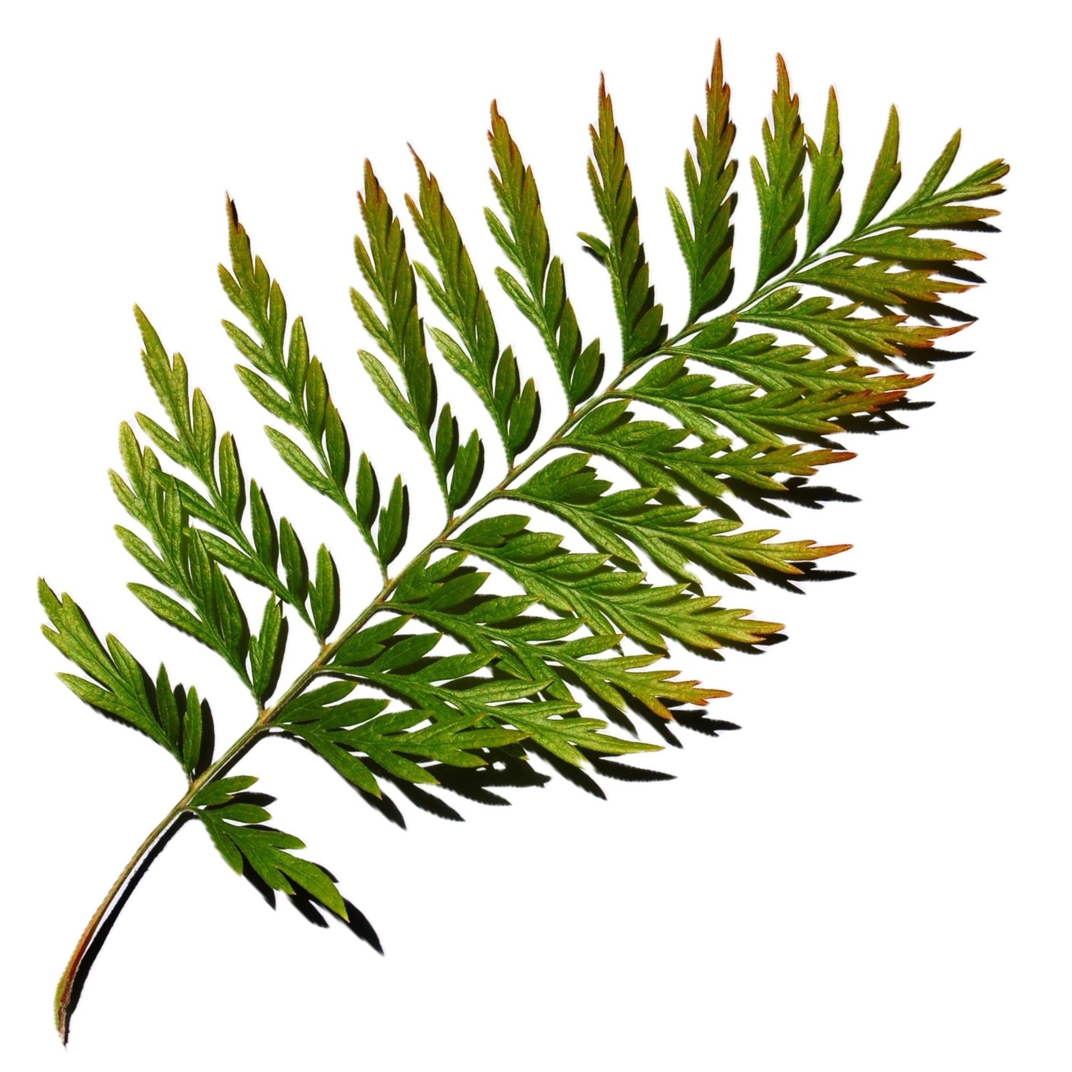 Grevillea Robusta