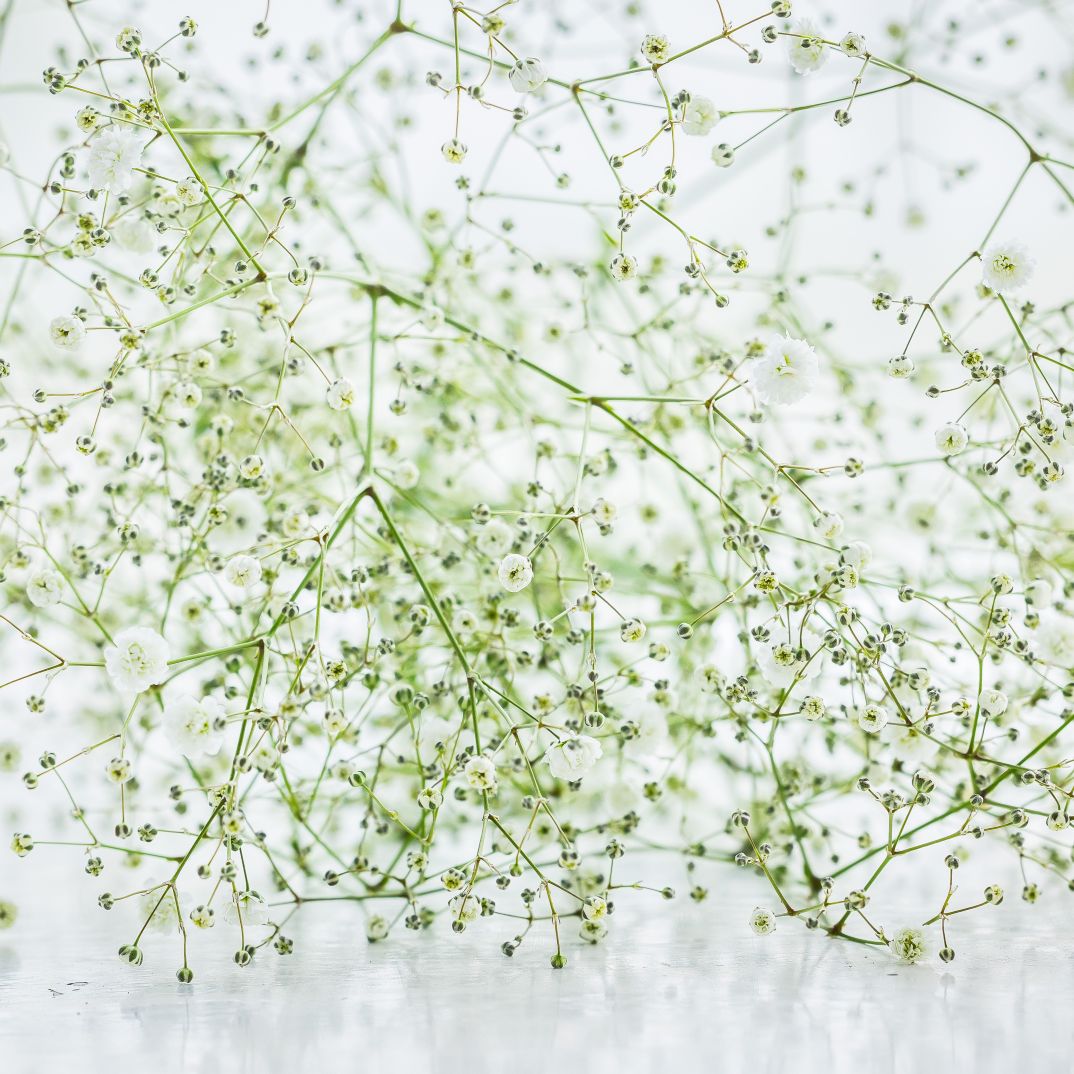 Gypsophila