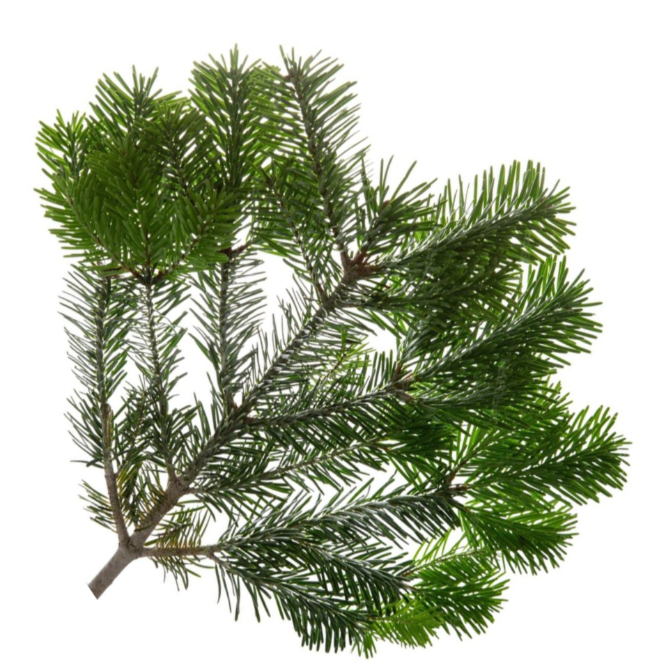 Cedar Tree